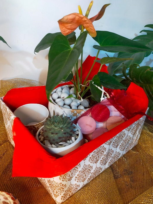 Anthurium And Succulent Joy Hamper