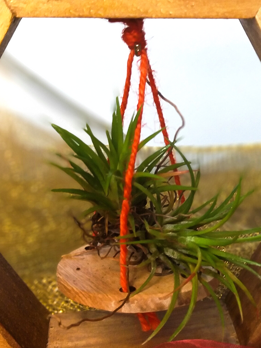 Air Plant on Hexagonal Wooden Mount with Scented Tea lights and an Elegant holder