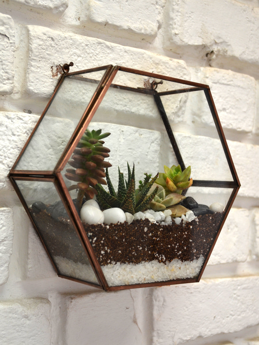 Wall Mounted Terrariums