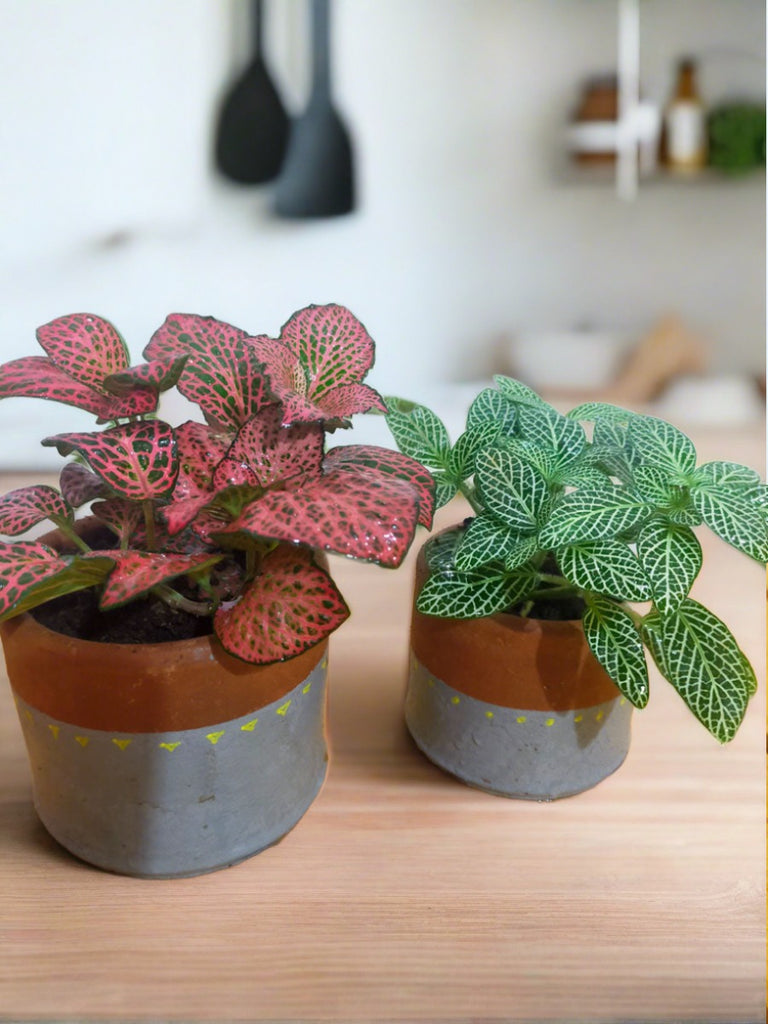 Fittonia (Nerve plant) - set of 2 — Mudfingers
