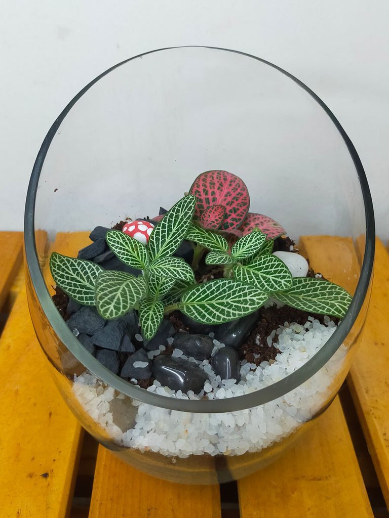 Terrarium Hiyo Auto S Mix tappo vetro - Myho