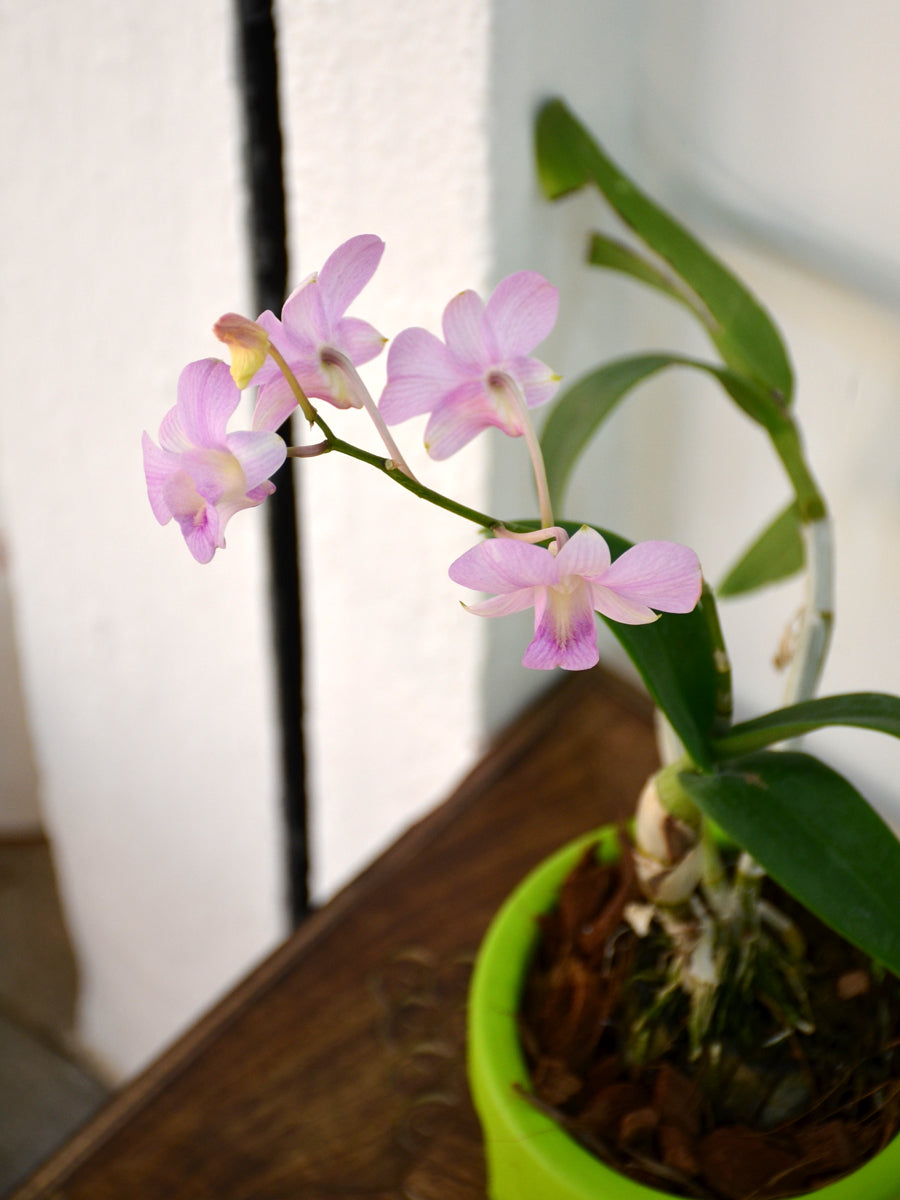 Orchid plants deals