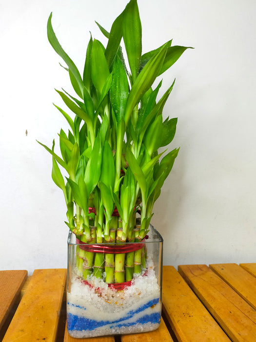 Lucky Bamboo in Glass
